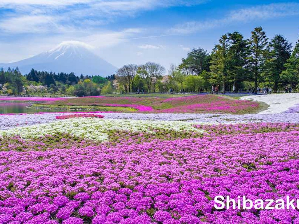 Shibazakura & Gotemba Outlet Day Trip 0